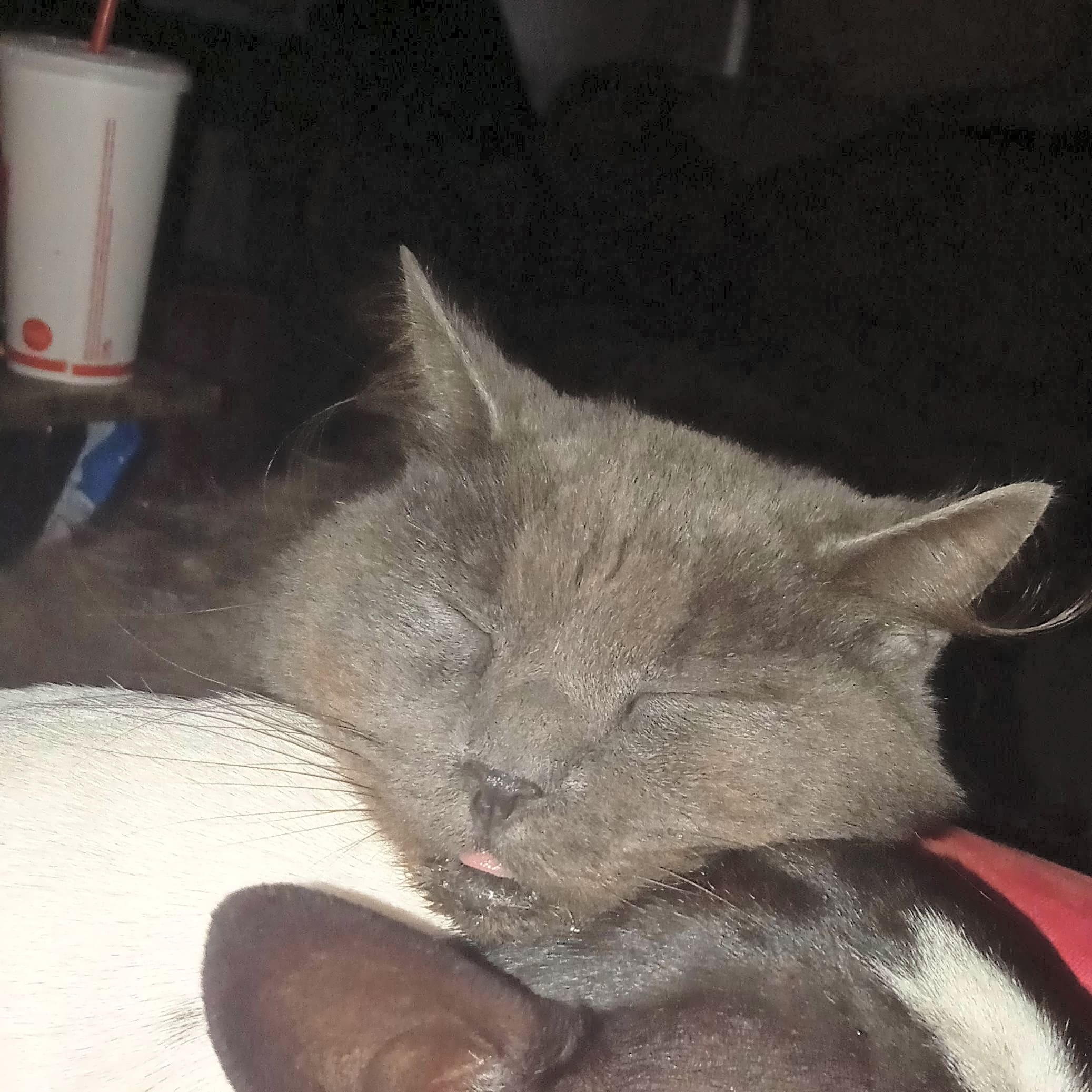 Photo of Smokey