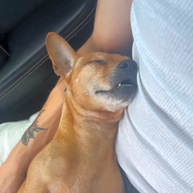 Photo of Chico