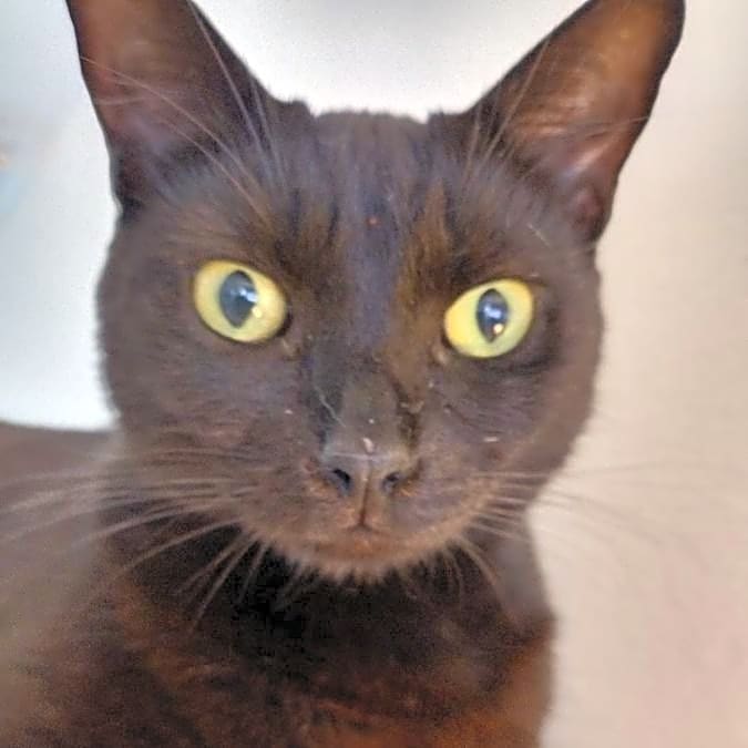 Photo of Hawi