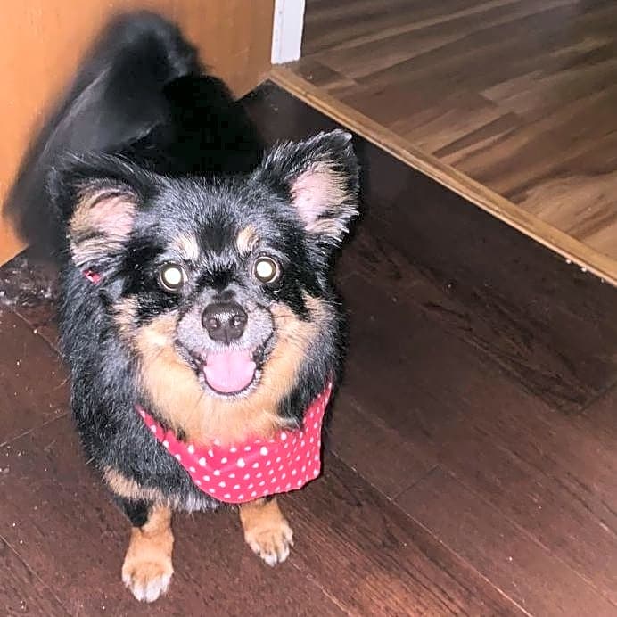Photo of Fluffy