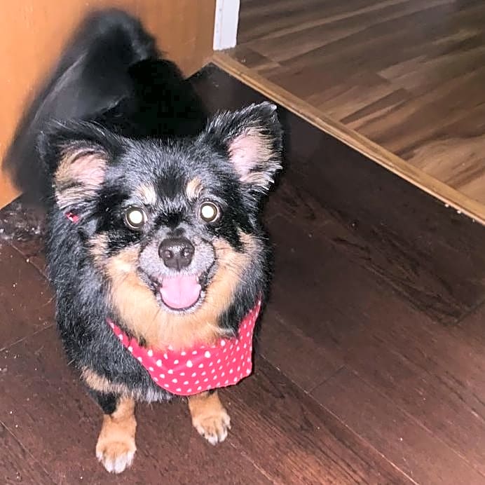 Photo of Fluffy