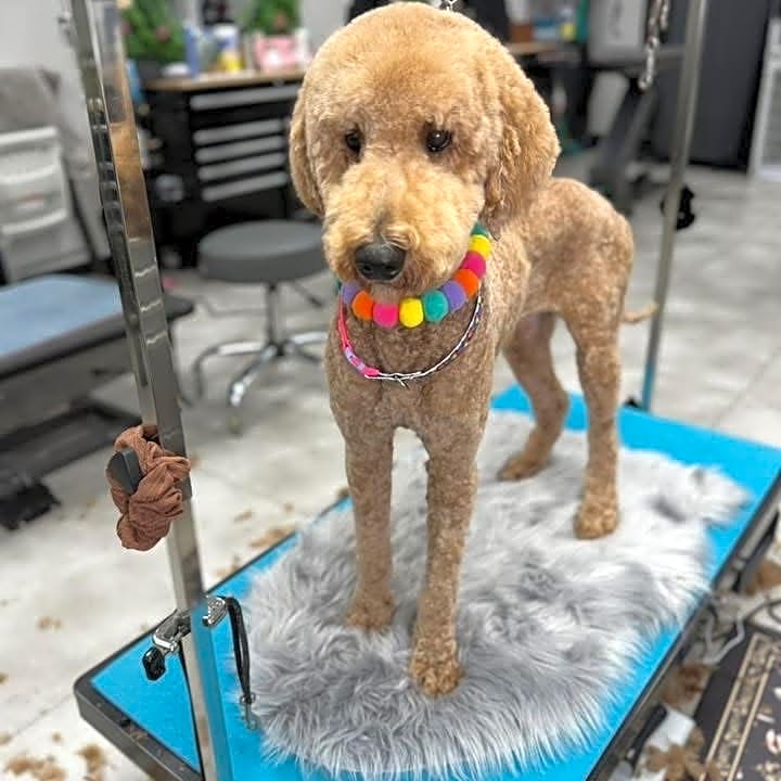 Photo of Wrangler