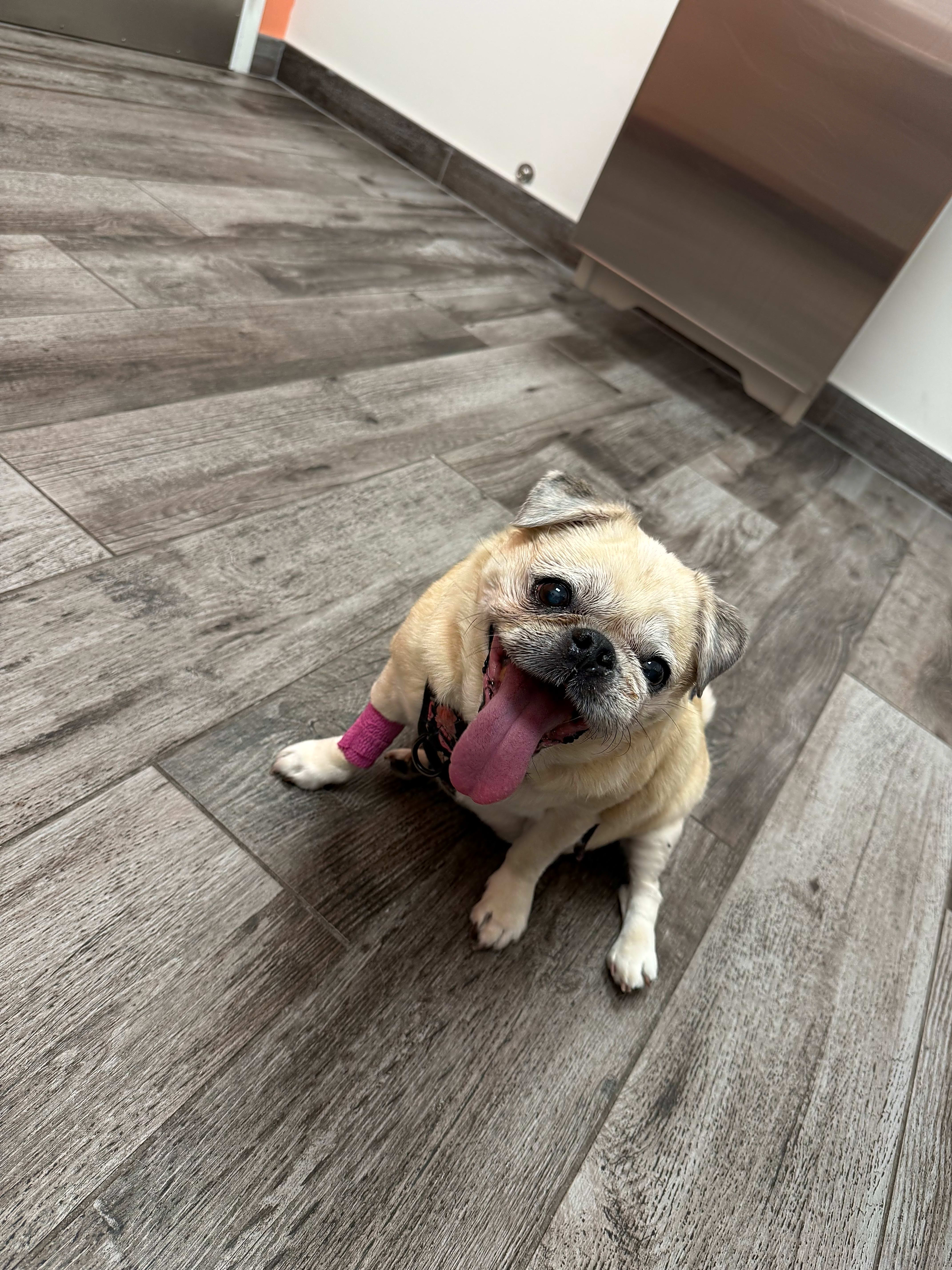 Photo of Buttercup