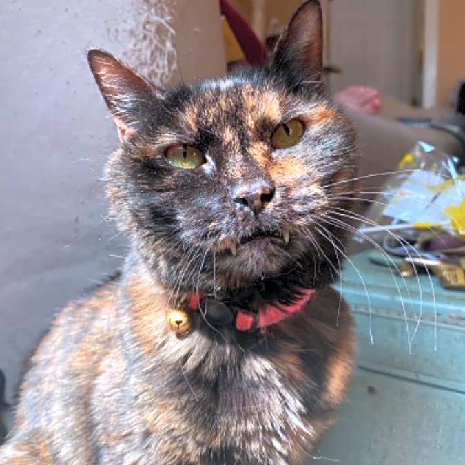 Photo of Millie