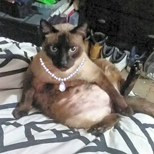 Photo of Gizmo