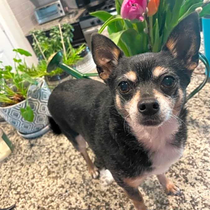 Photo of Maximus