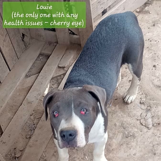 Photo of Louie