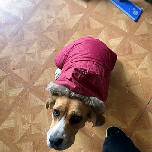 Photo of Bella