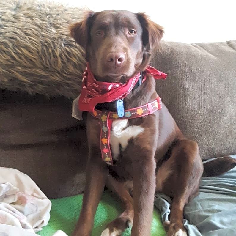 Photo of Cocoa
