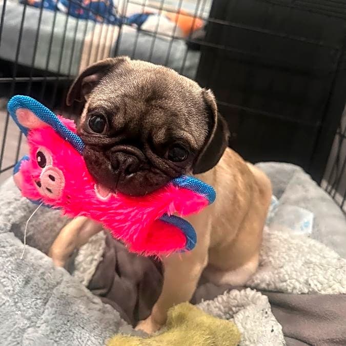 Photo of Arlo