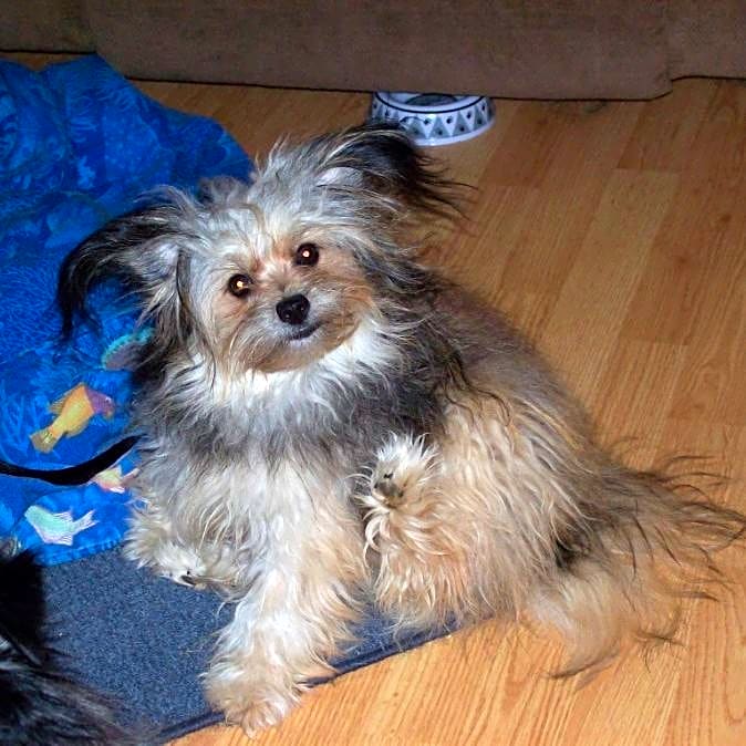 Photo of Fozzy Bear
