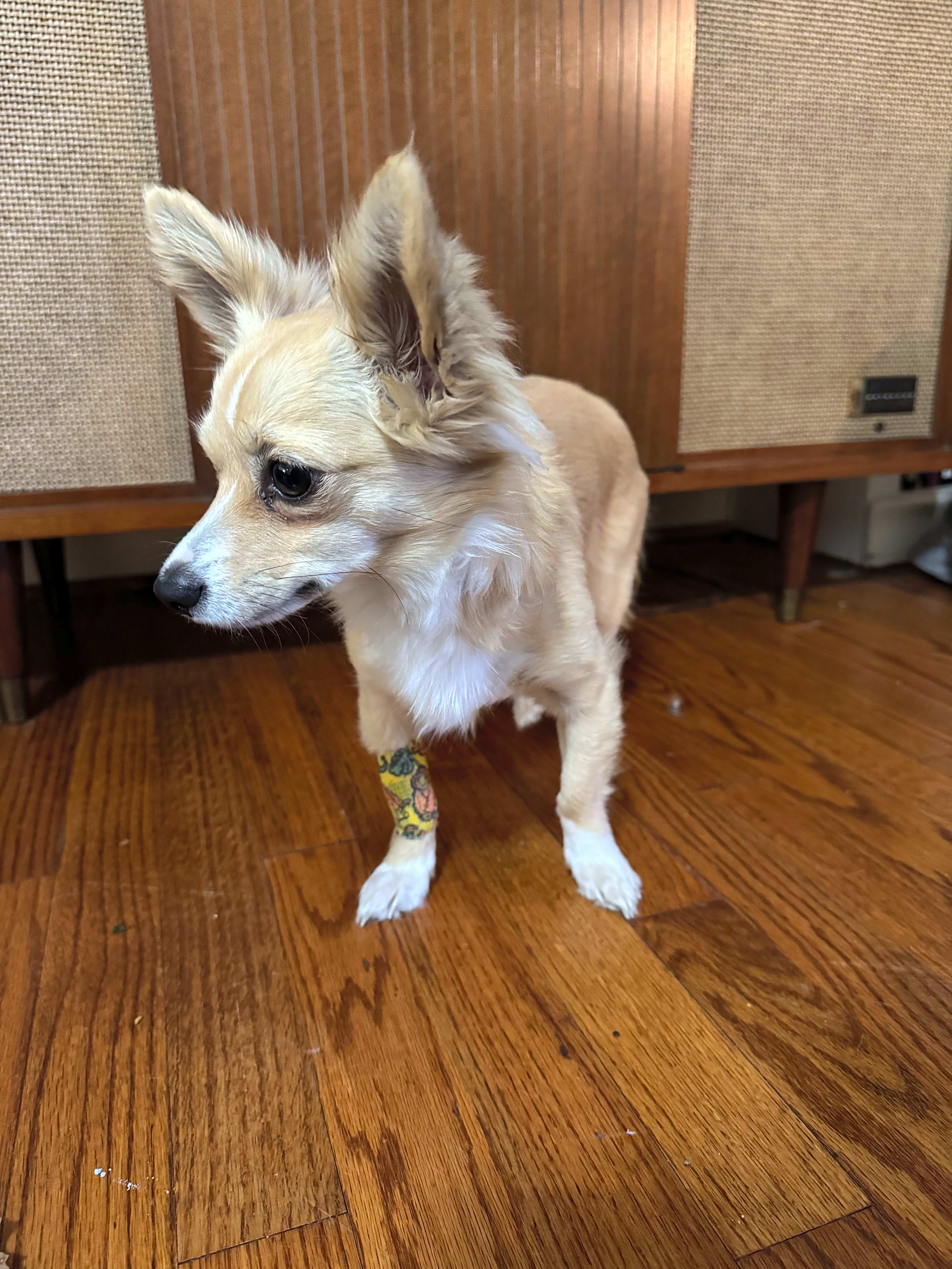Photo of Puppy Perales