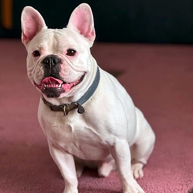 Photo of Fergus