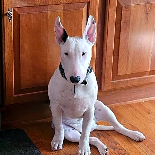 Photo of Haru