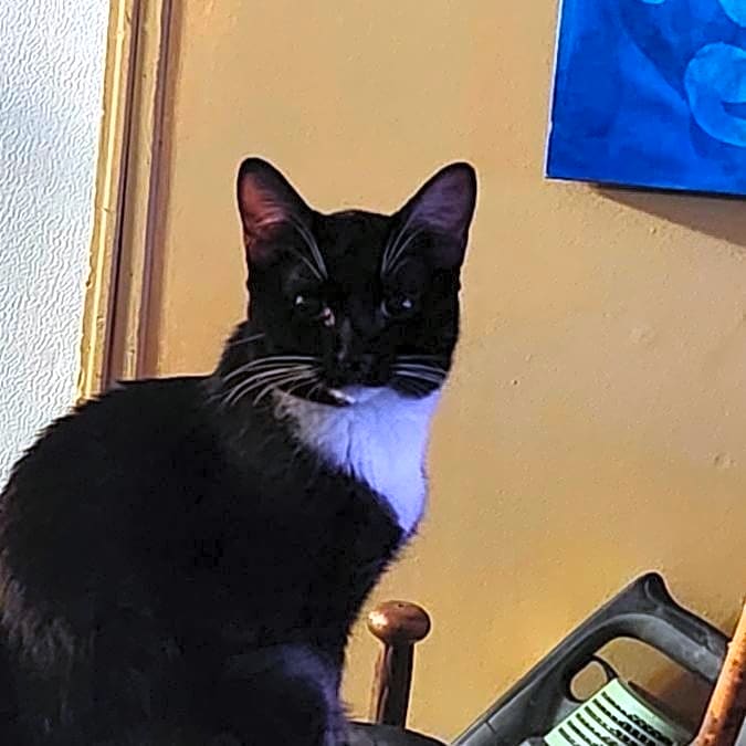 Photo of Lovebug