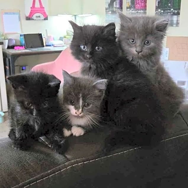 Photo of Cat Trap and Release