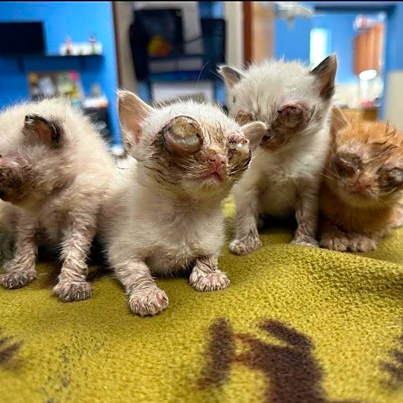 Photo of Four Kitten
