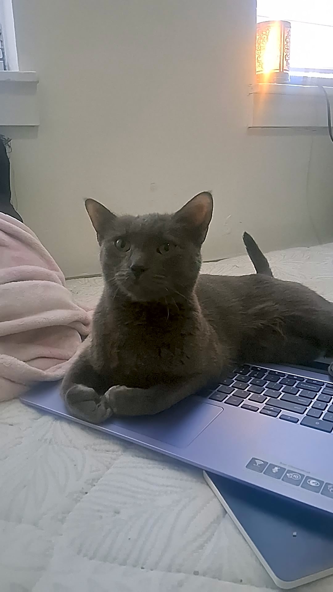 Photo of wobblez