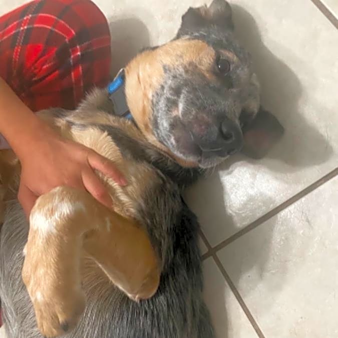 Photo of Blu