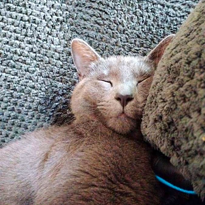 Photo of Posie