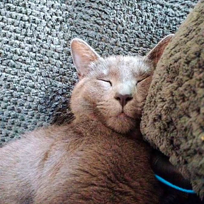 Photo of Posie