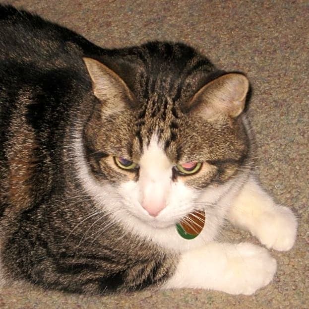Photo of Kitty