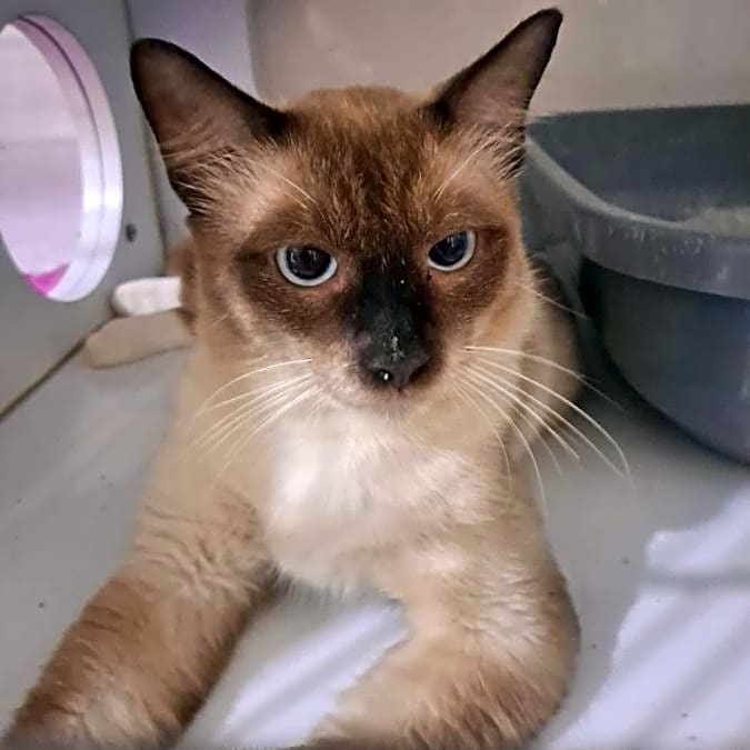 Photo of Mishu
