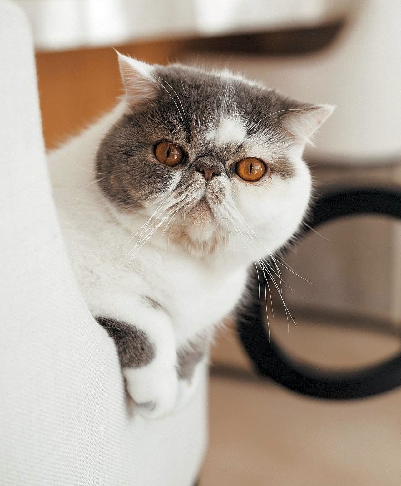 Photo of Coco
