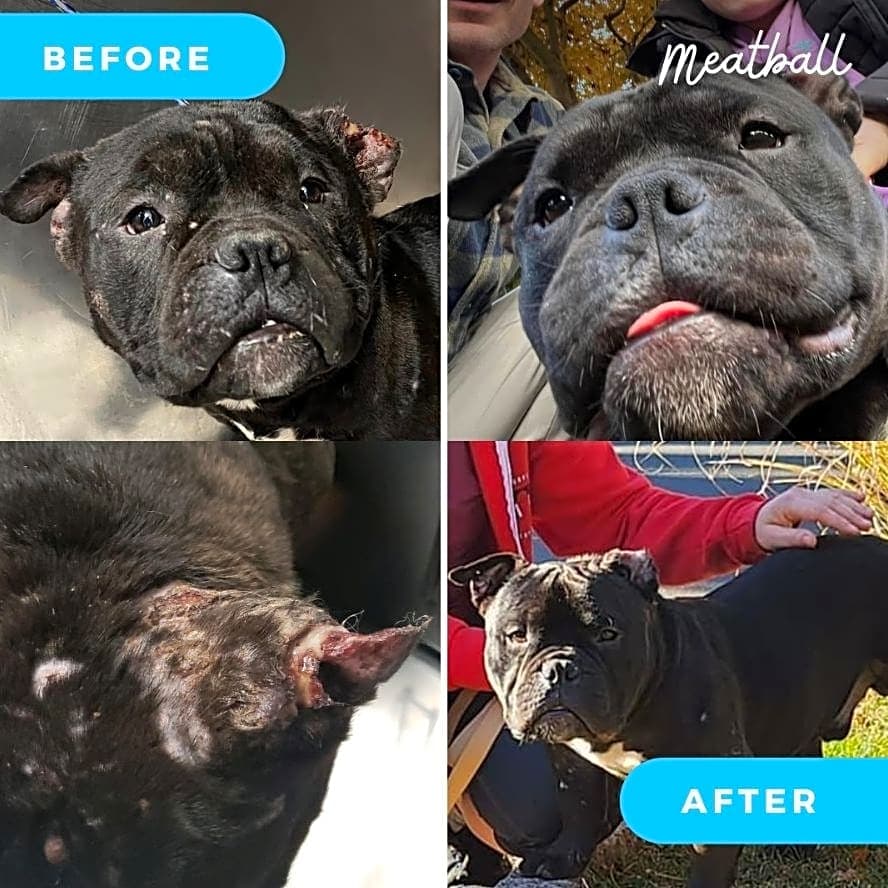 Photo of Meatball