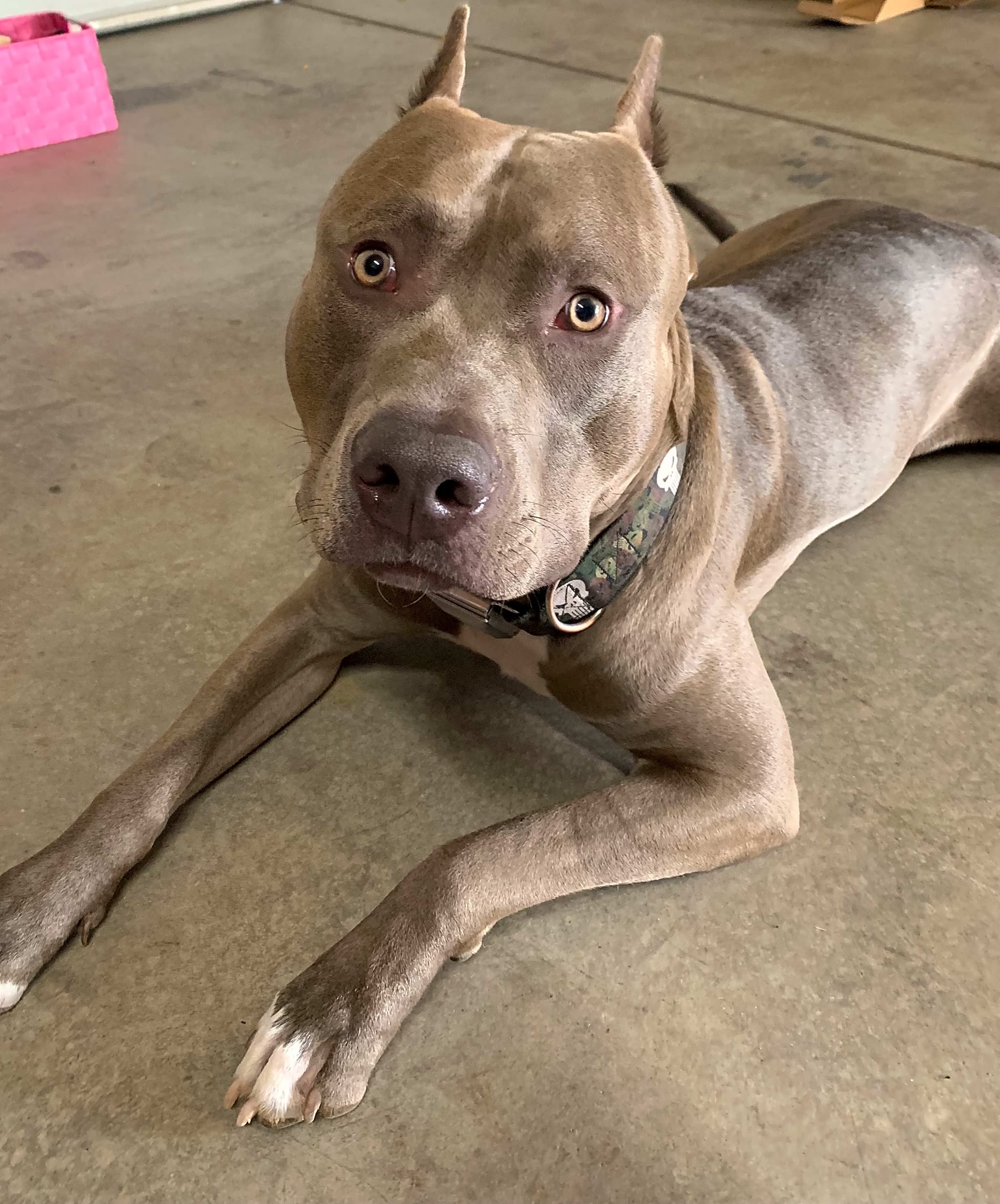 Photo of Blaze
