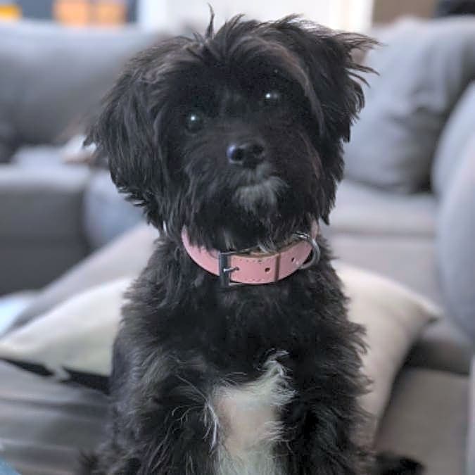 Photo of Nova