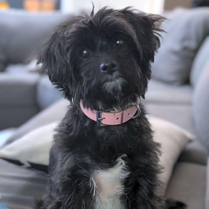 Photo of Nova