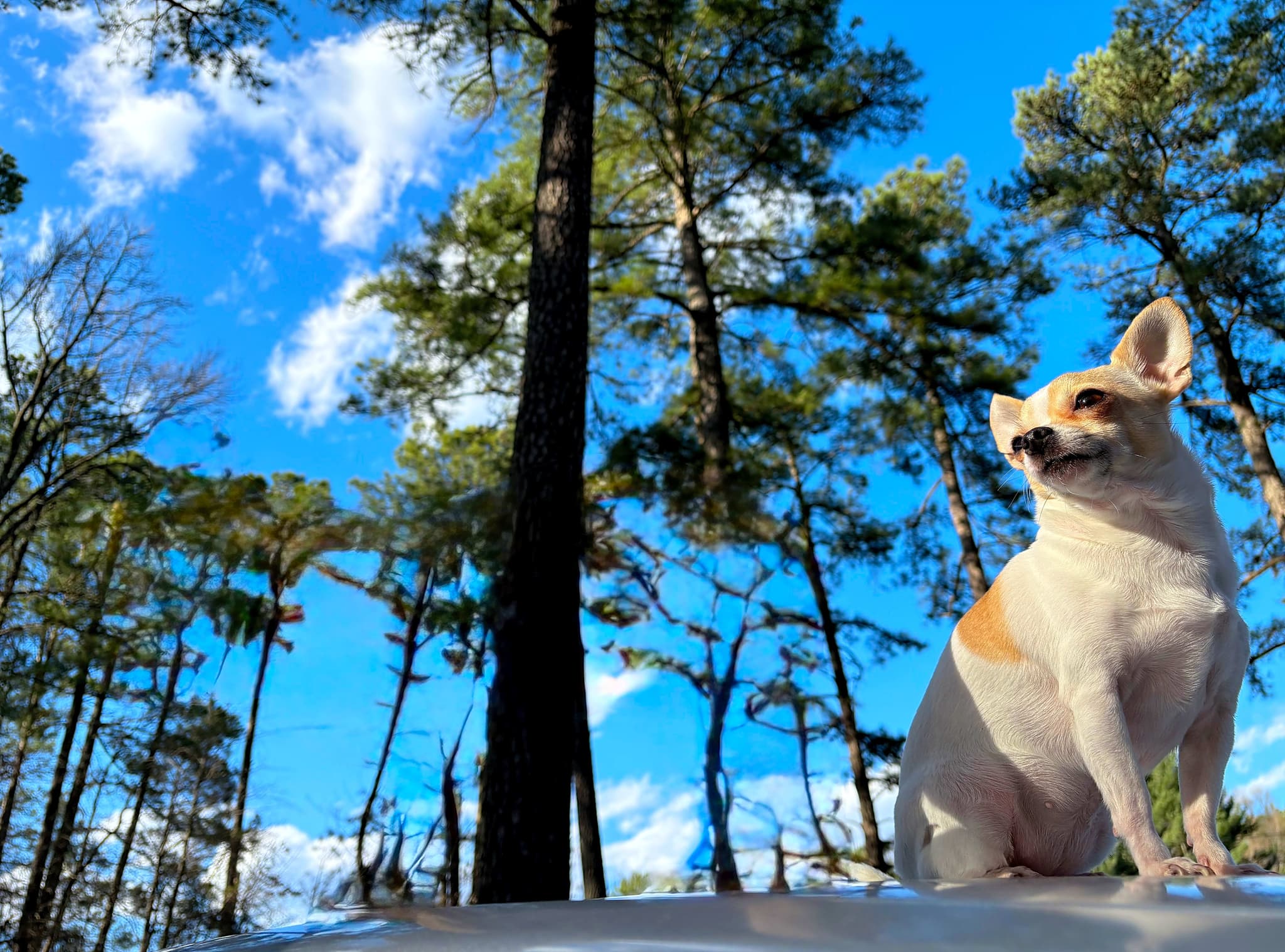 Photo of Tilly