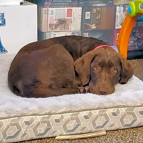 Photo of Coco