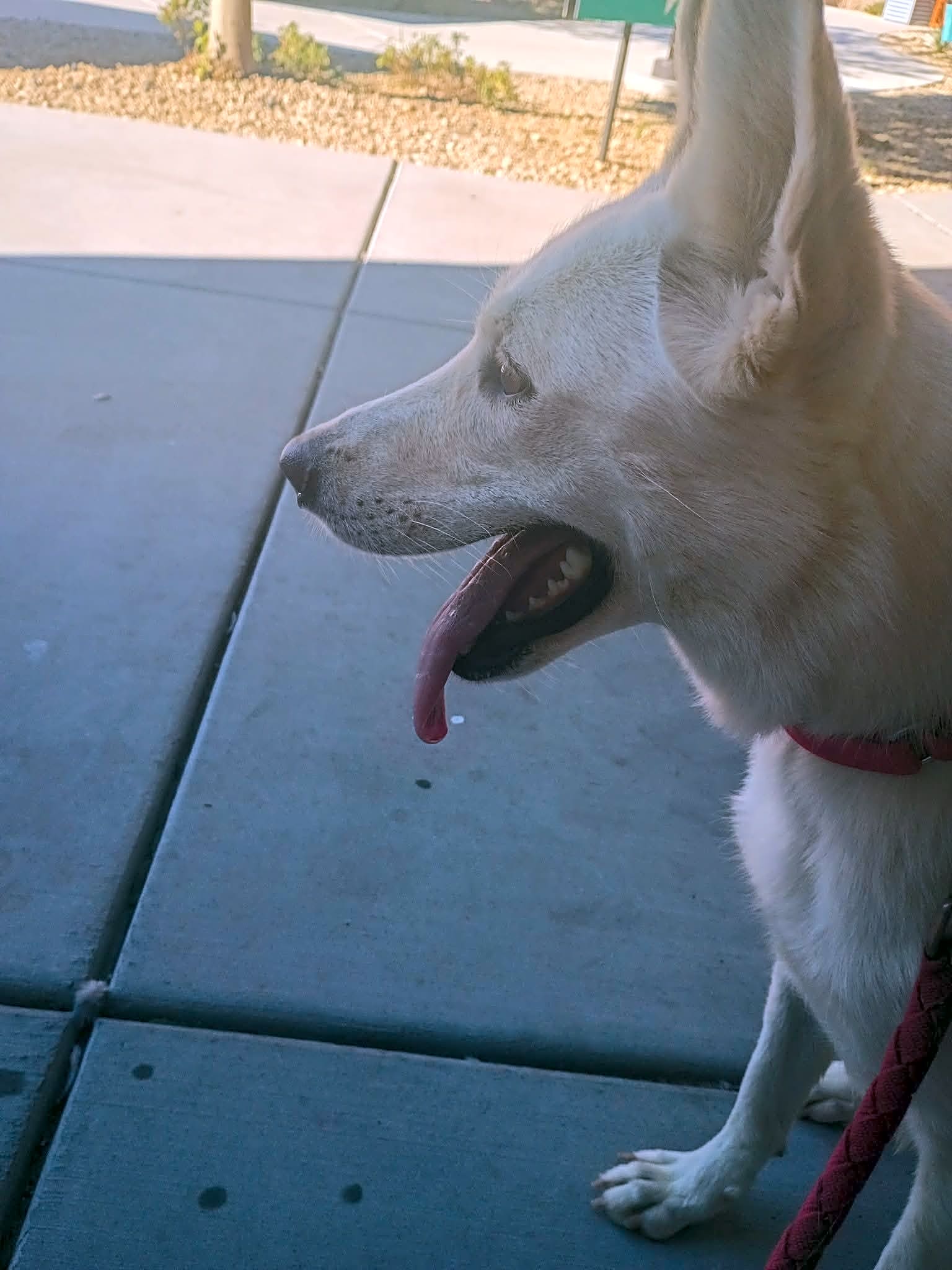 Photo of Nova