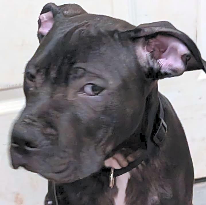 Photo of Havoc