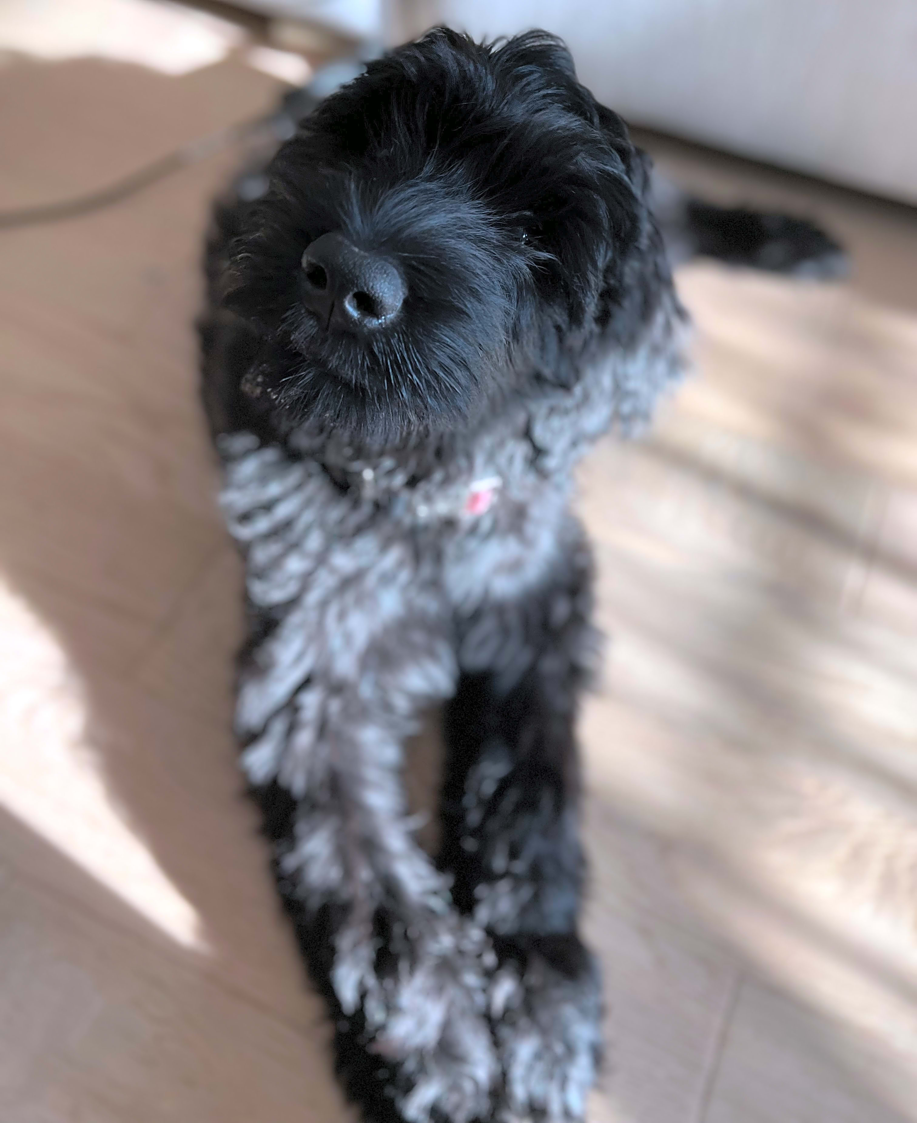 Photo of Java