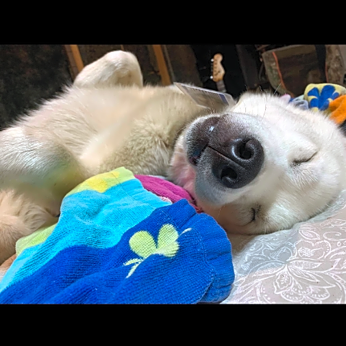 Photo of Apollo