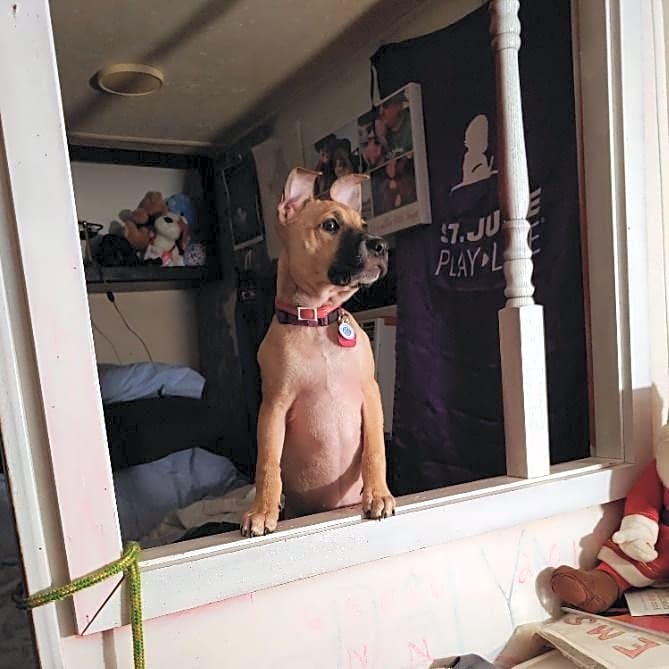 Photo of Stella