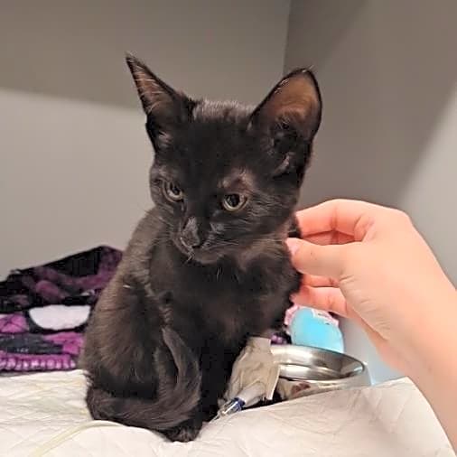 Photo of Lily