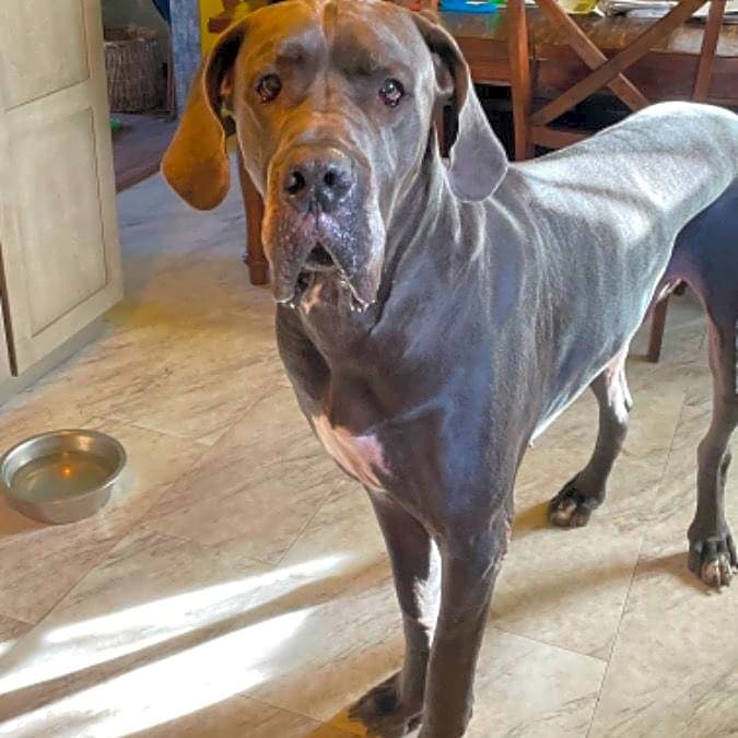 Photo of Moose
