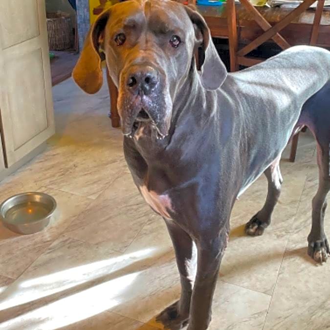 Photo of Moose