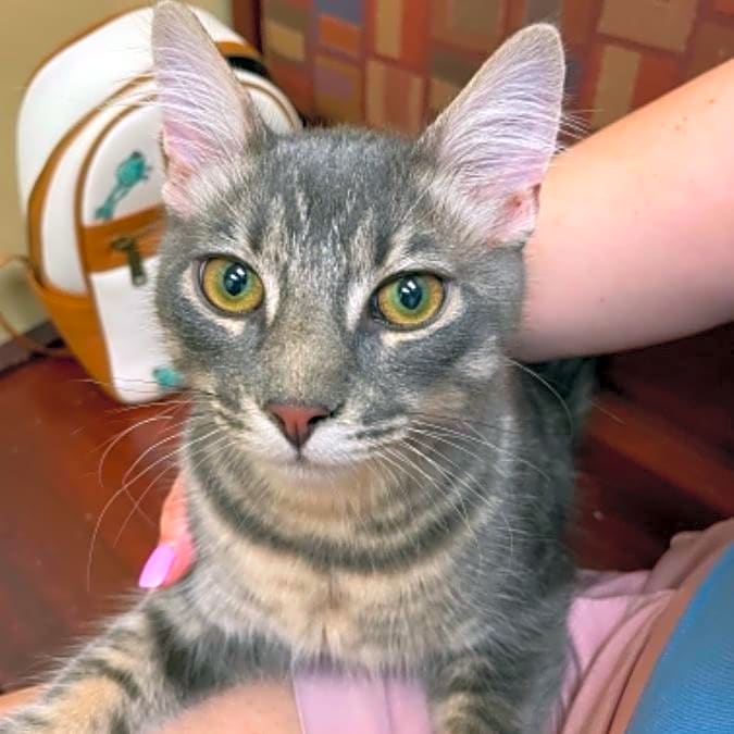 Photo of Smokey
