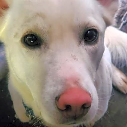 Photo of Hunter
