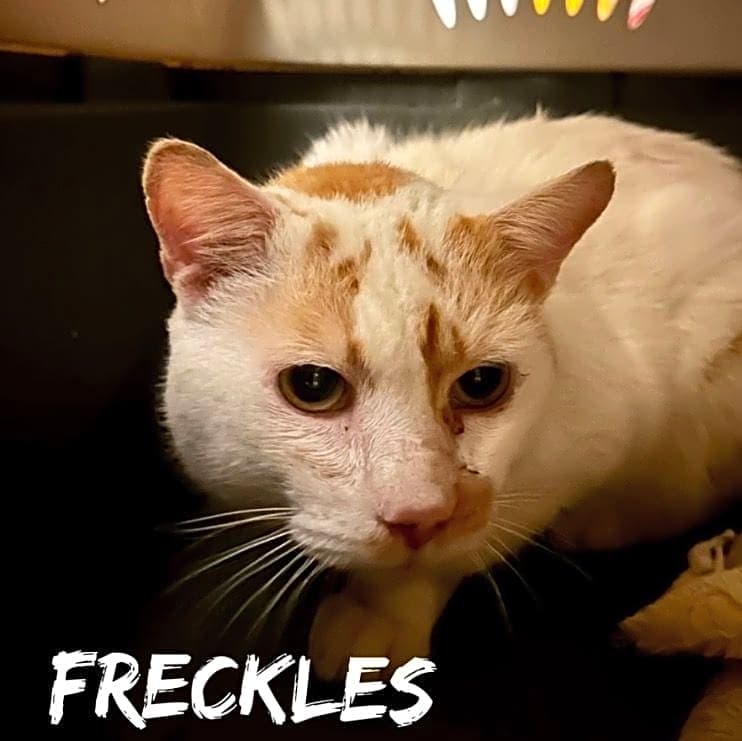 Photo of Freckles