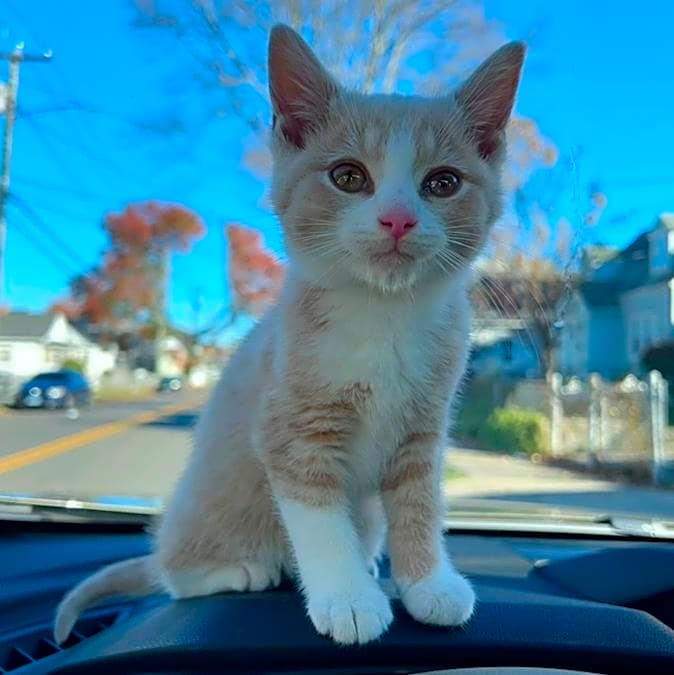 Photo of Milo