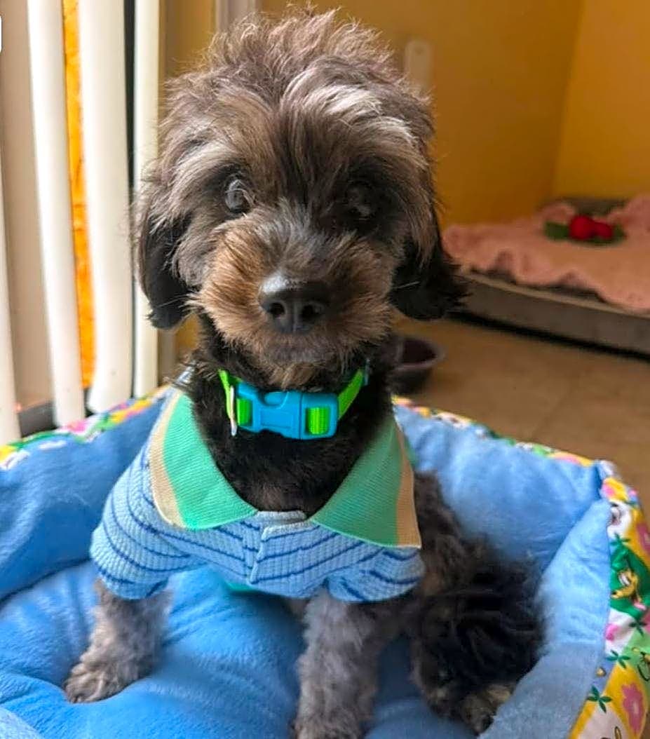 Photo of Huey