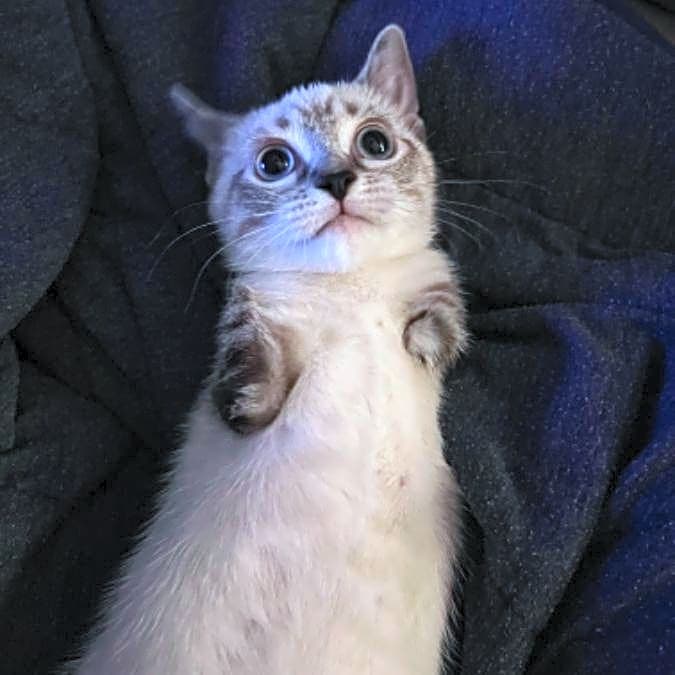 Photo of Roo