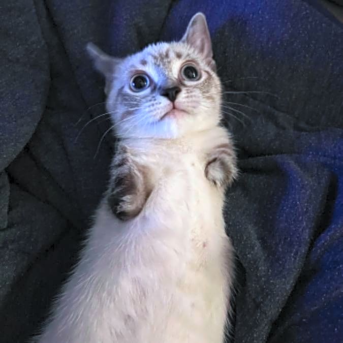 Photo of Roo