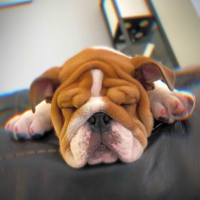 Photo of Waffles